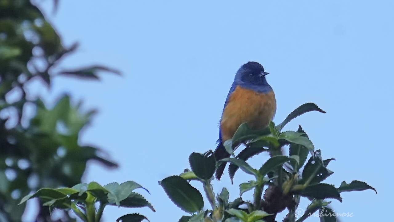 Blue-backed conebill