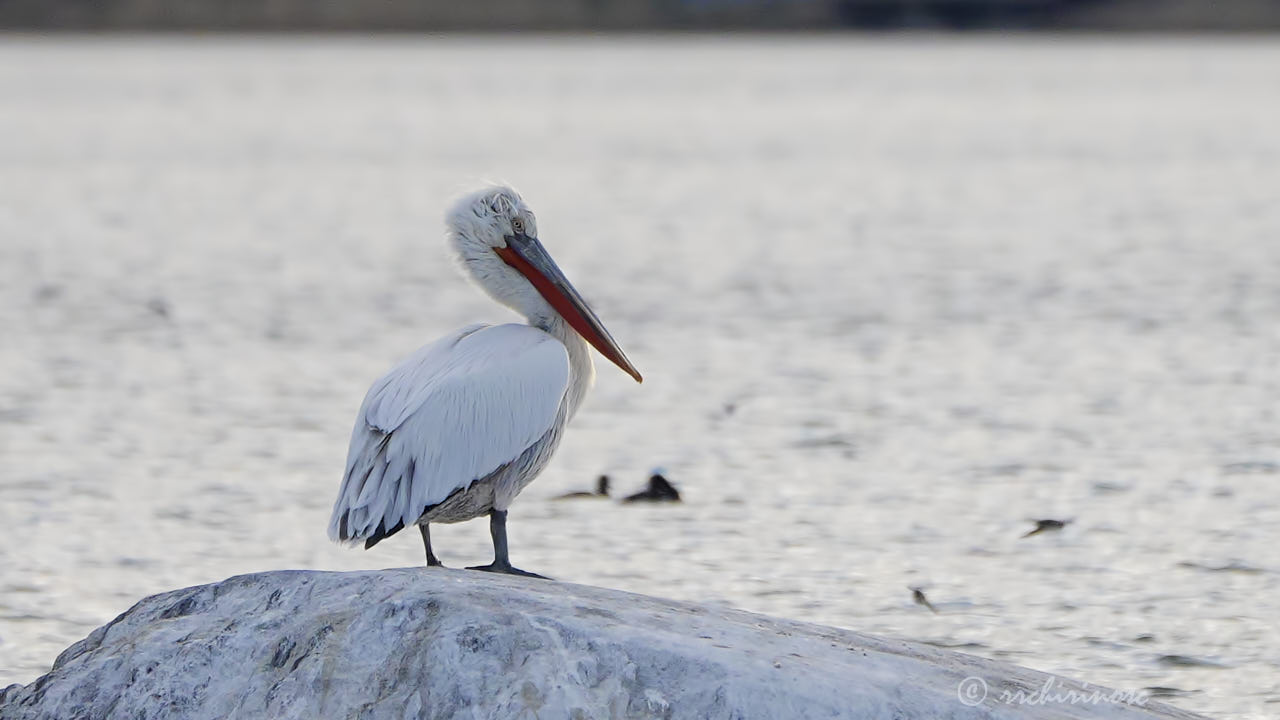 Dalmatian pelican
