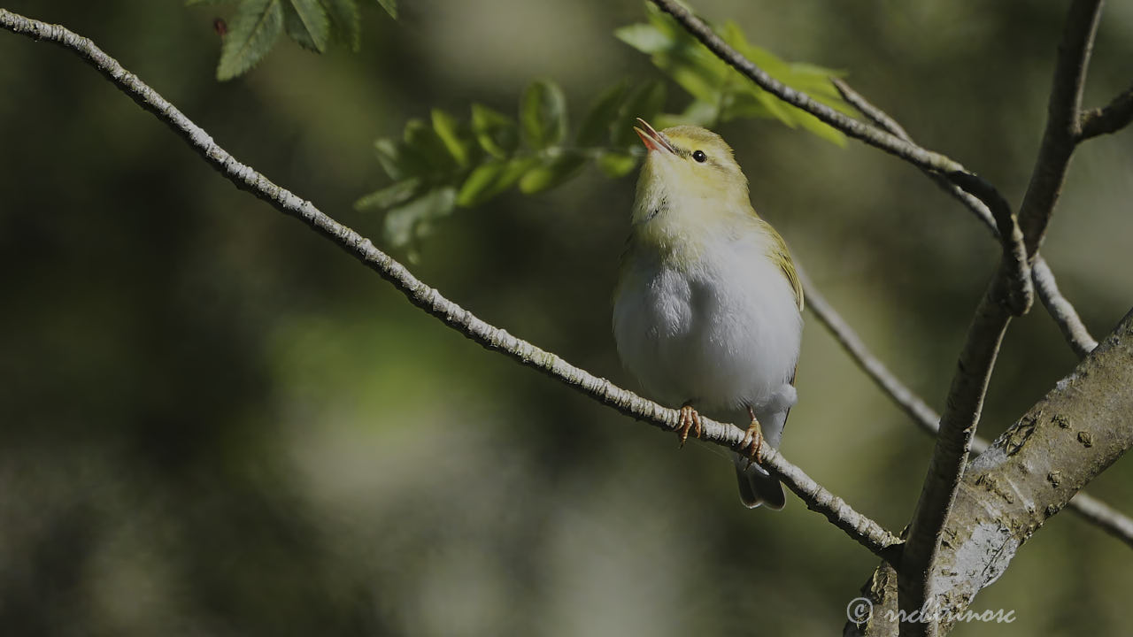 Wood warbler