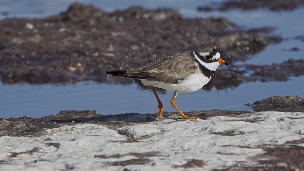 Common ringed plover