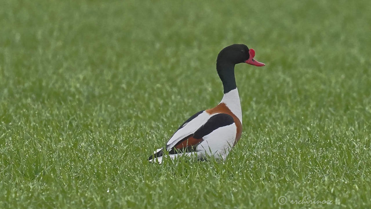 Common shelduck