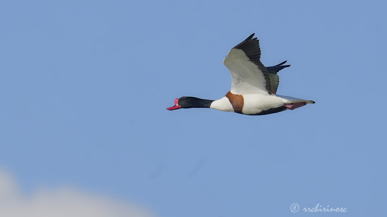 Common shelduck