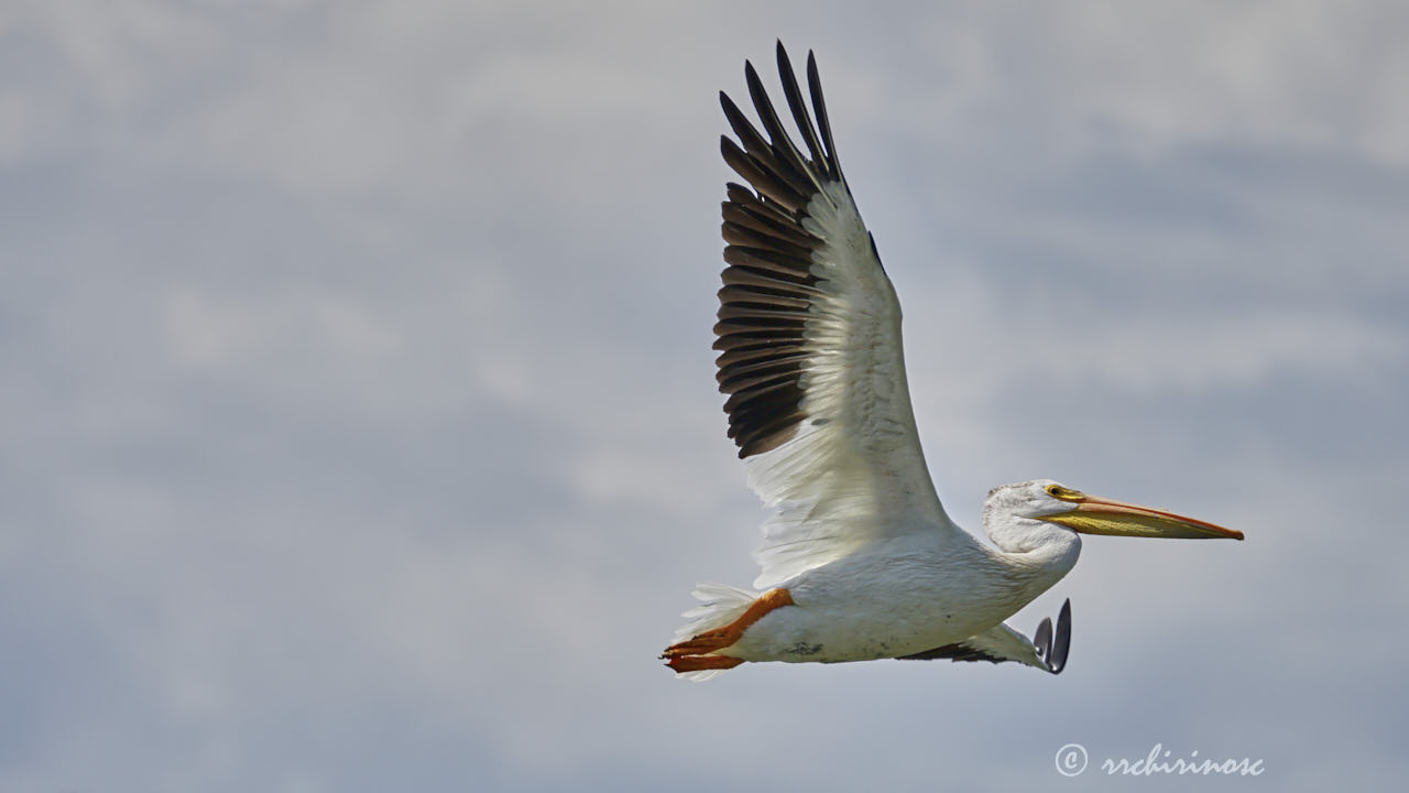 American white pelican