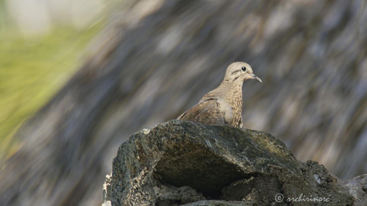 Eared dove