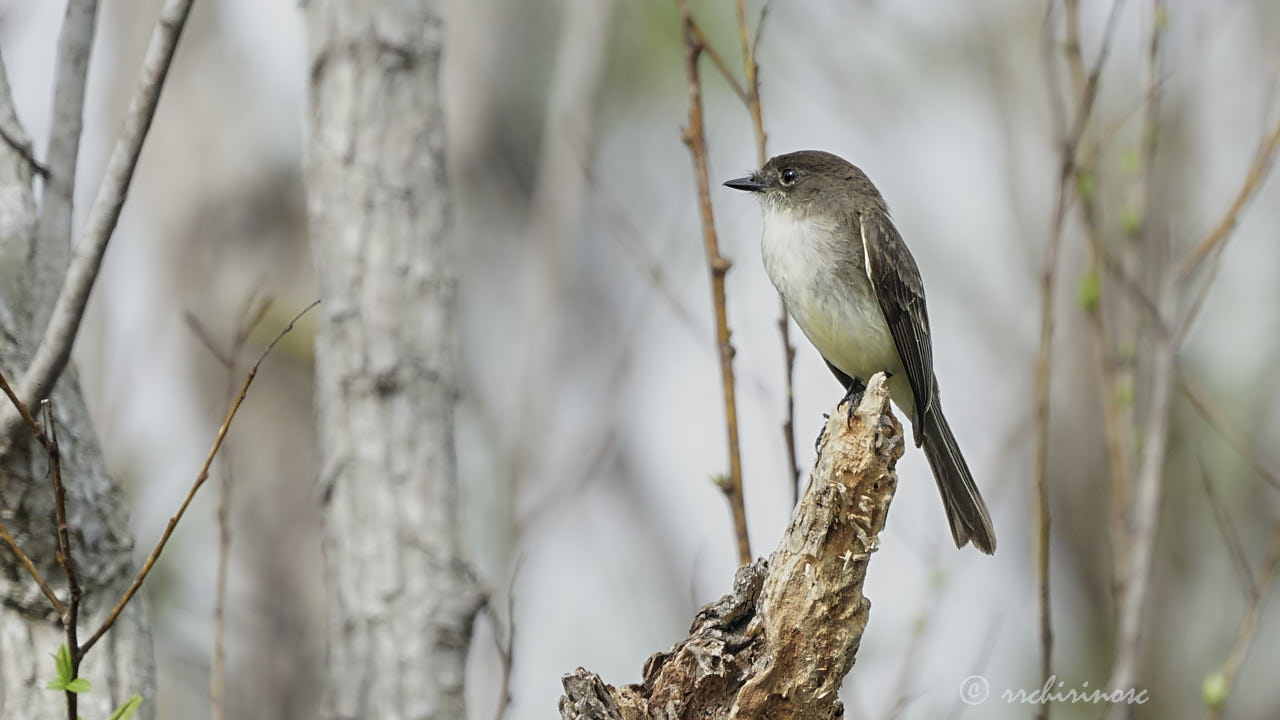 Eastern phoebe