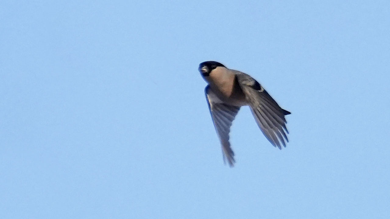 Eurasian bullfinch