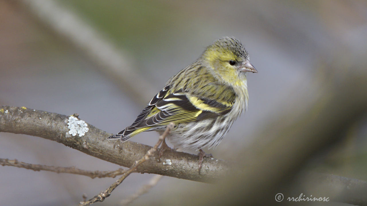 Eurasian siskin