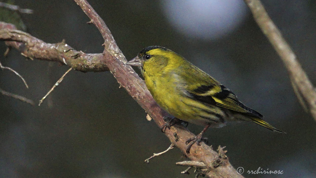 Eurasian siskin