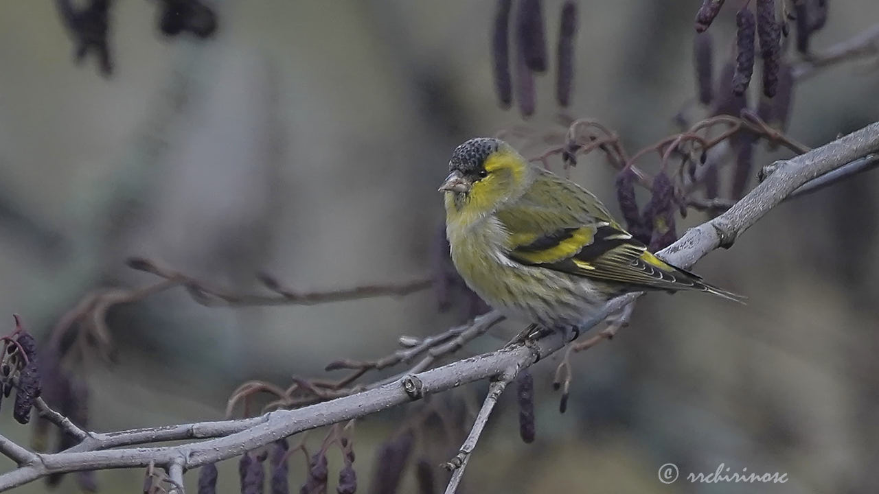 Eurasian siskin