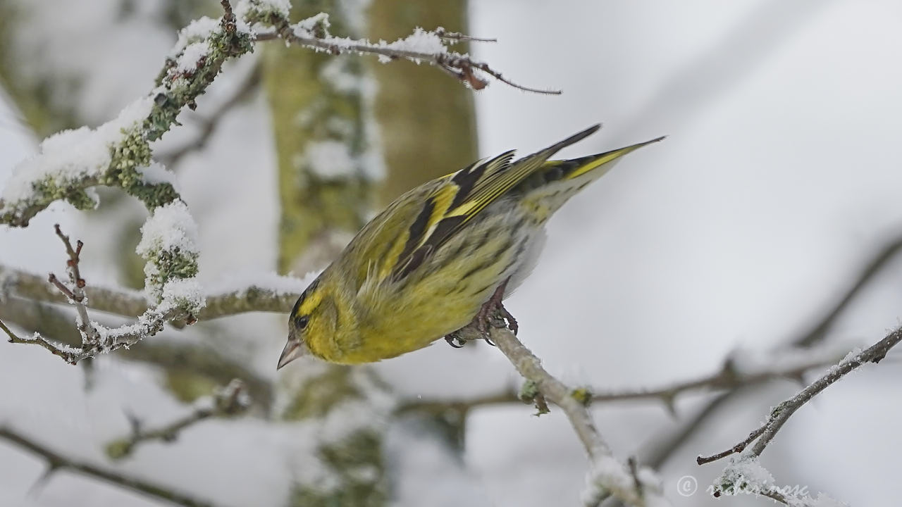 Eurasian siskin