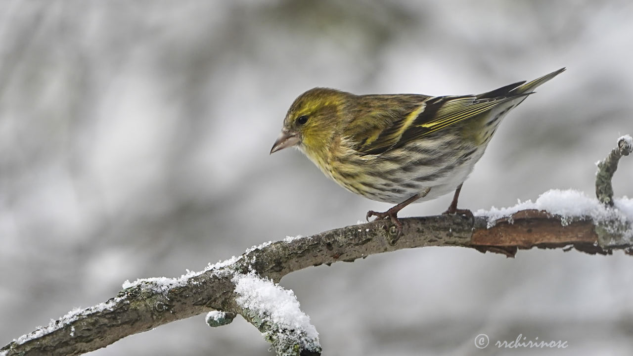 Eurasian siskin
