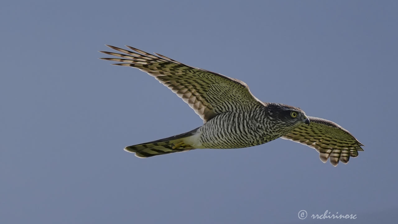 Eurasian sparrowhawk