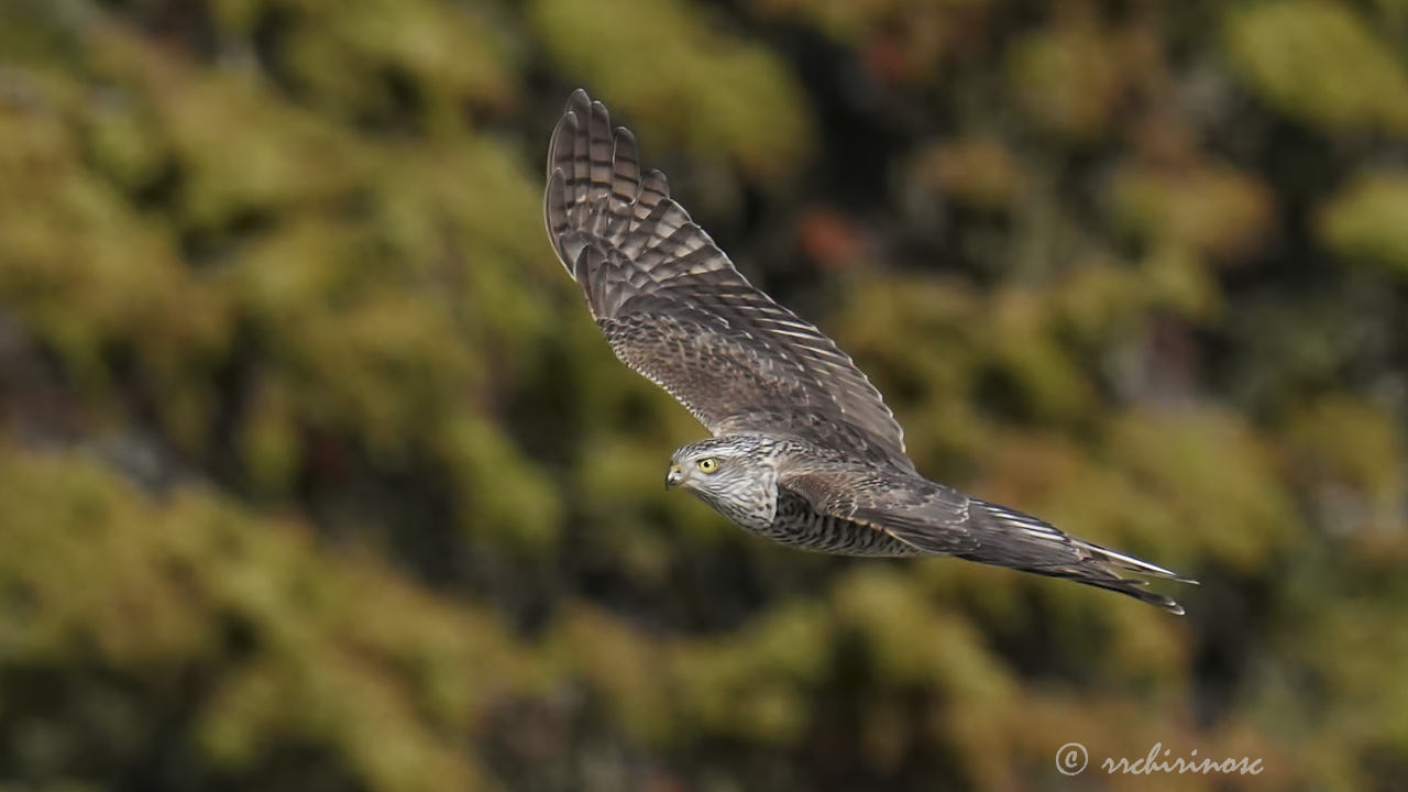 Eurasian sparrowhawk