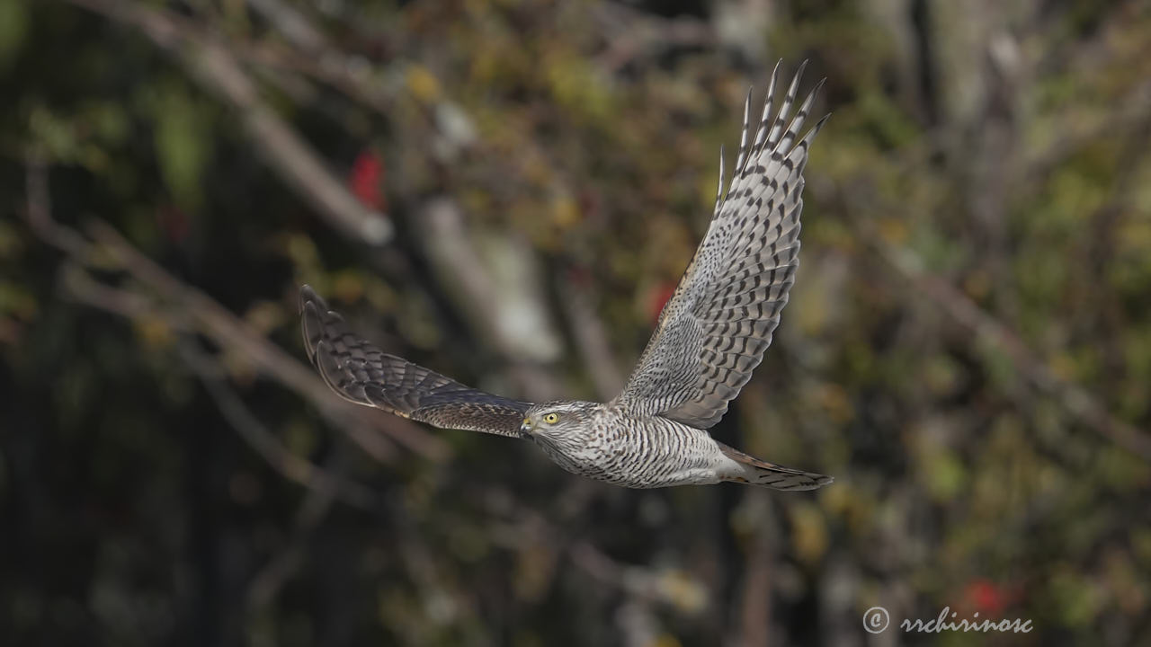 Eurasian sparrowhawk