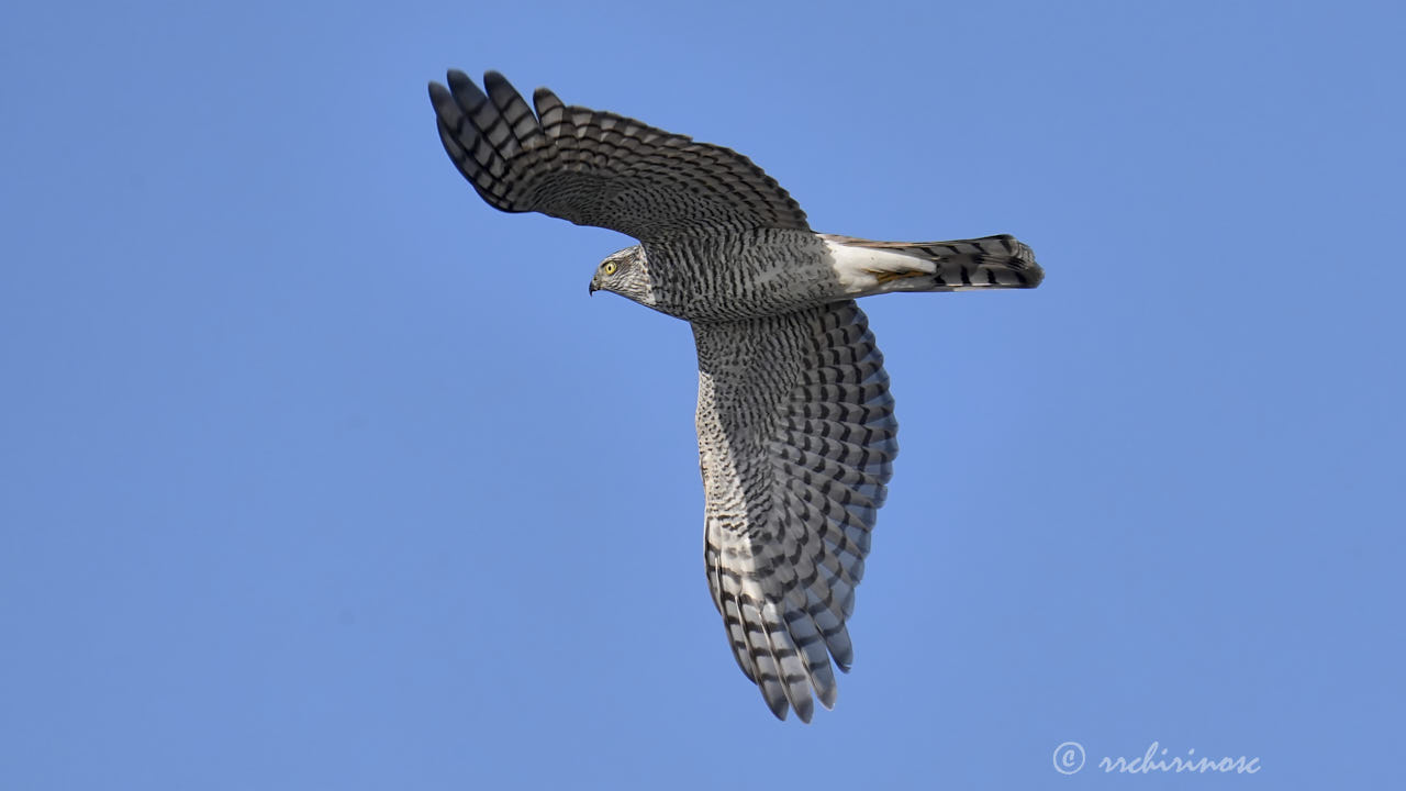Eurasian sparrowhawk