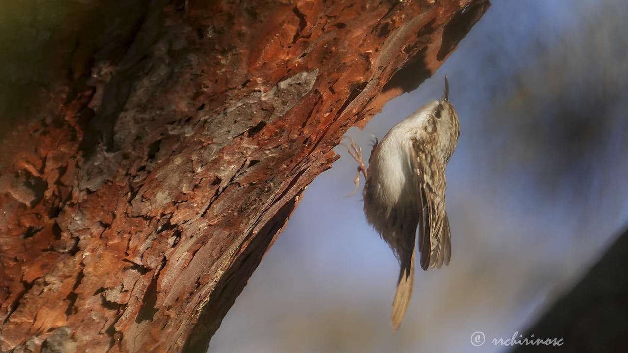 Eurasian treecreeper