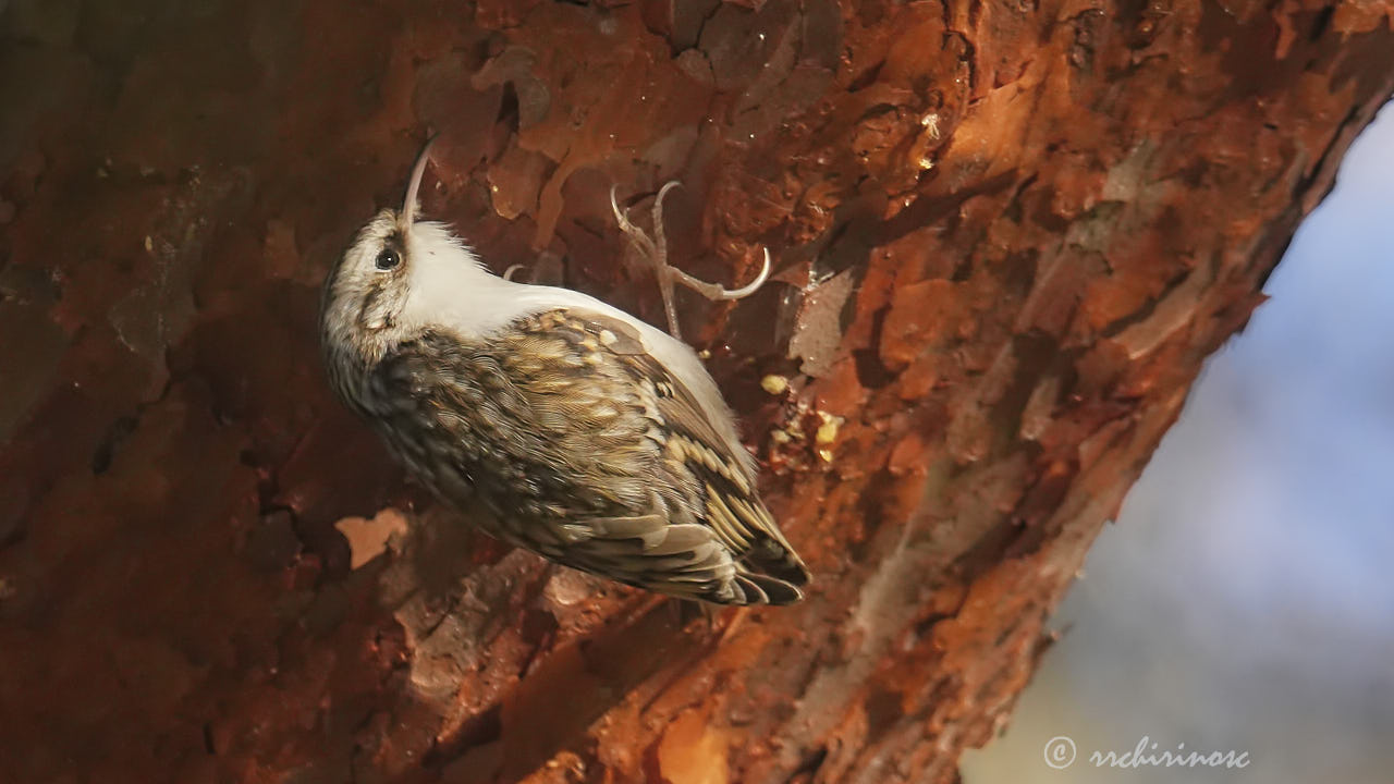 Eurasian treecreeper