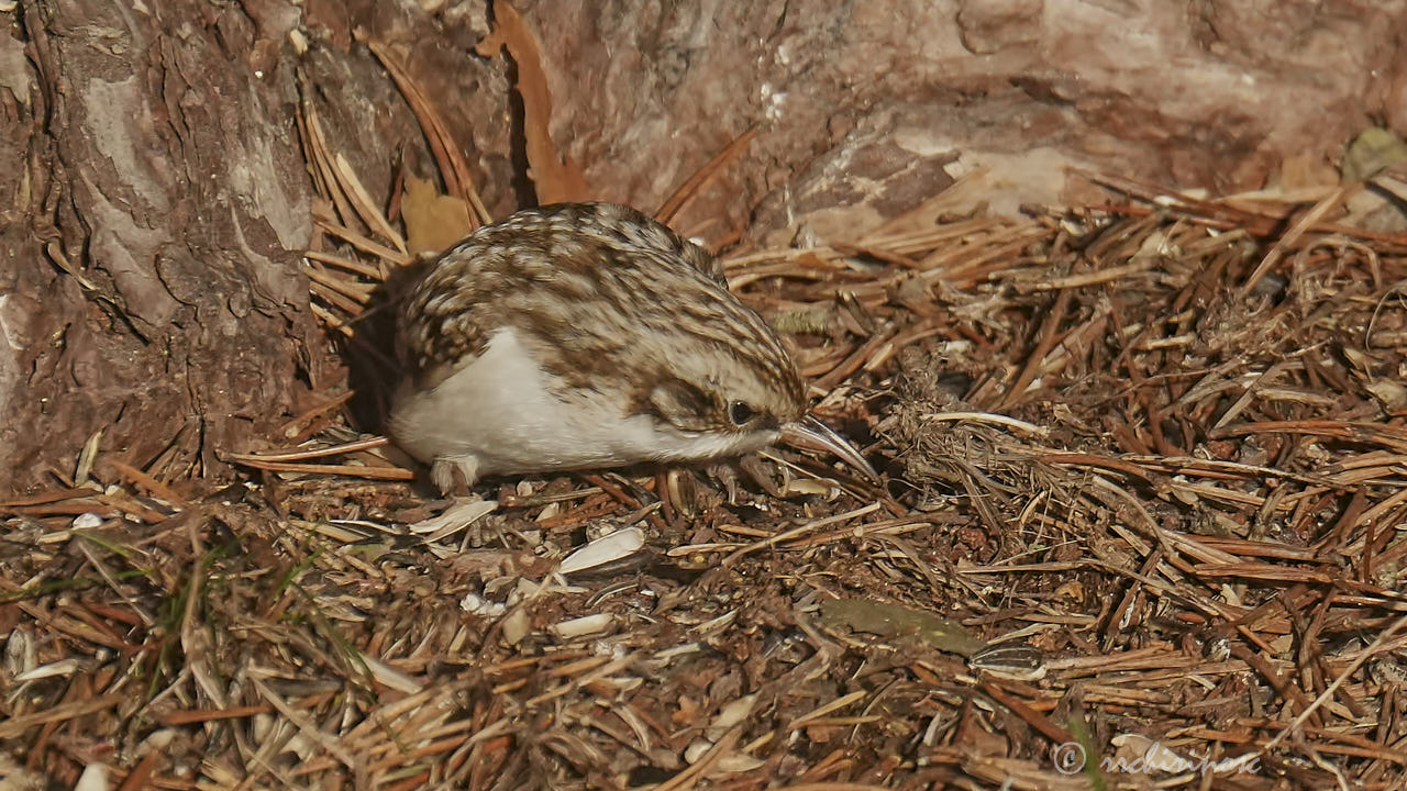 Eurasian treecreeper
