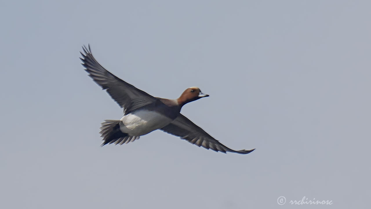 Eurasian wigeon