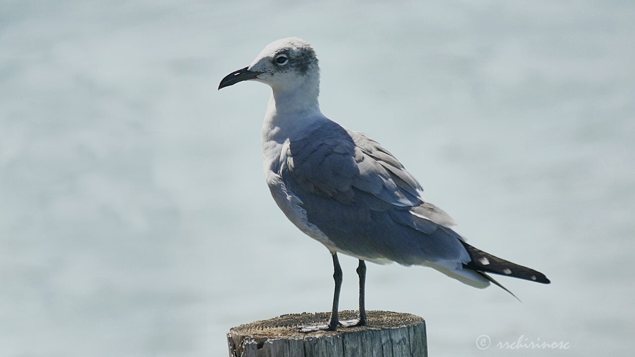 Laughing gull