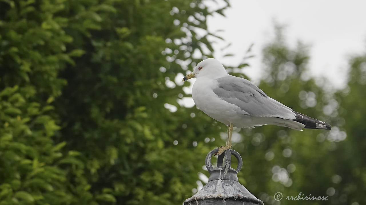 Ring-billed gull