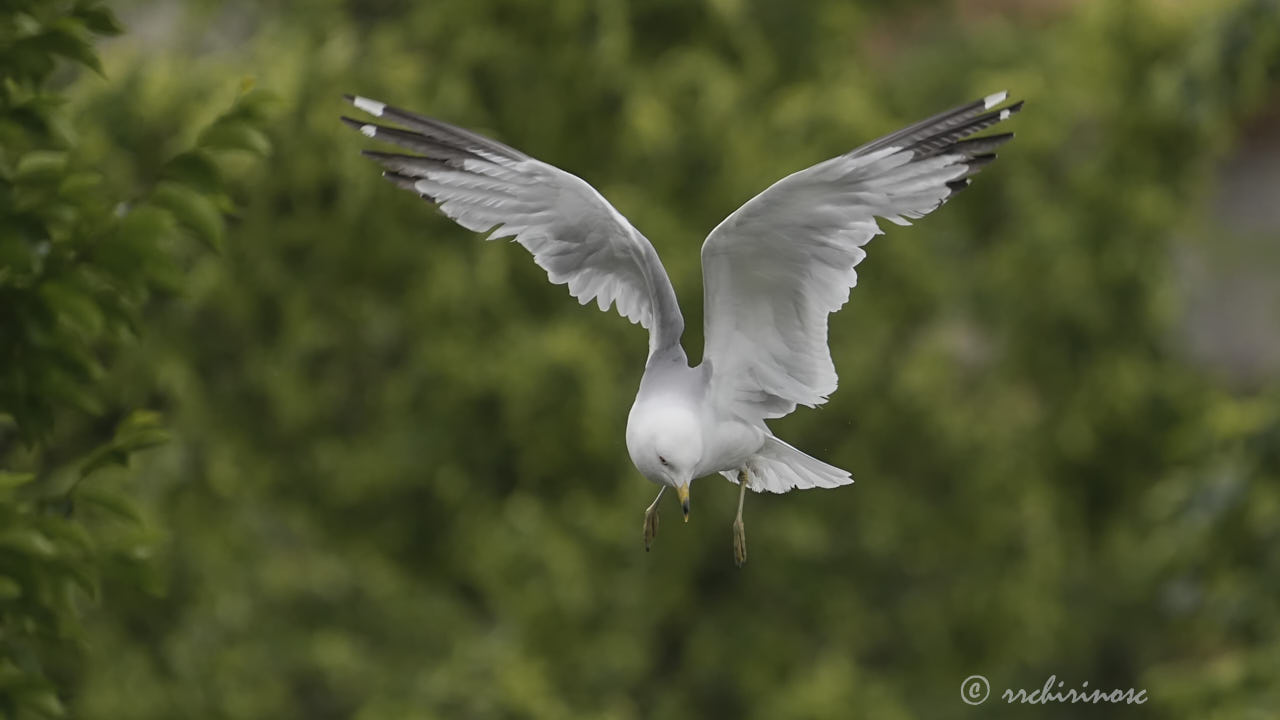 Ring-billed gull