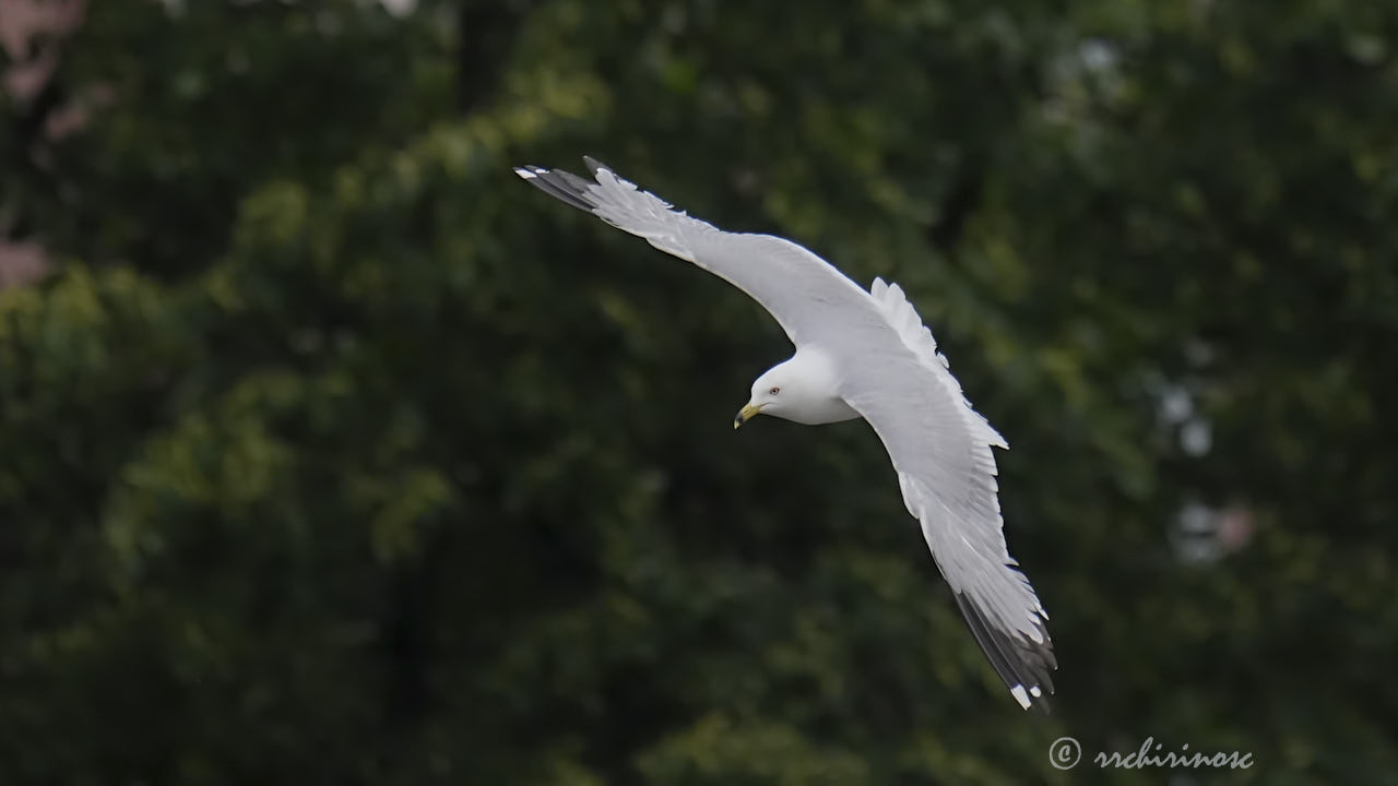 Ring-billed gull