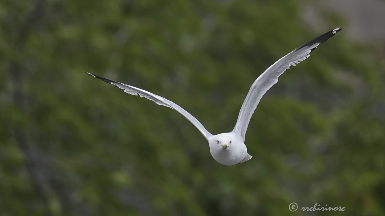 Ring-billed gull