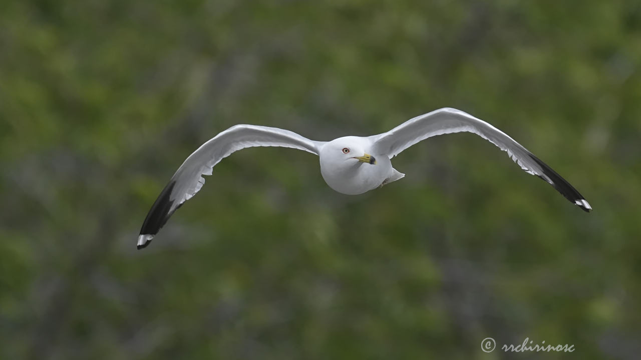 Ring-billed gull