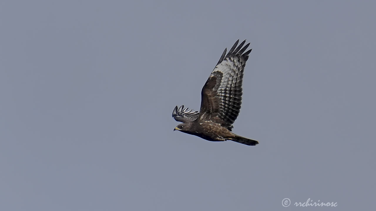 European honey buzzard