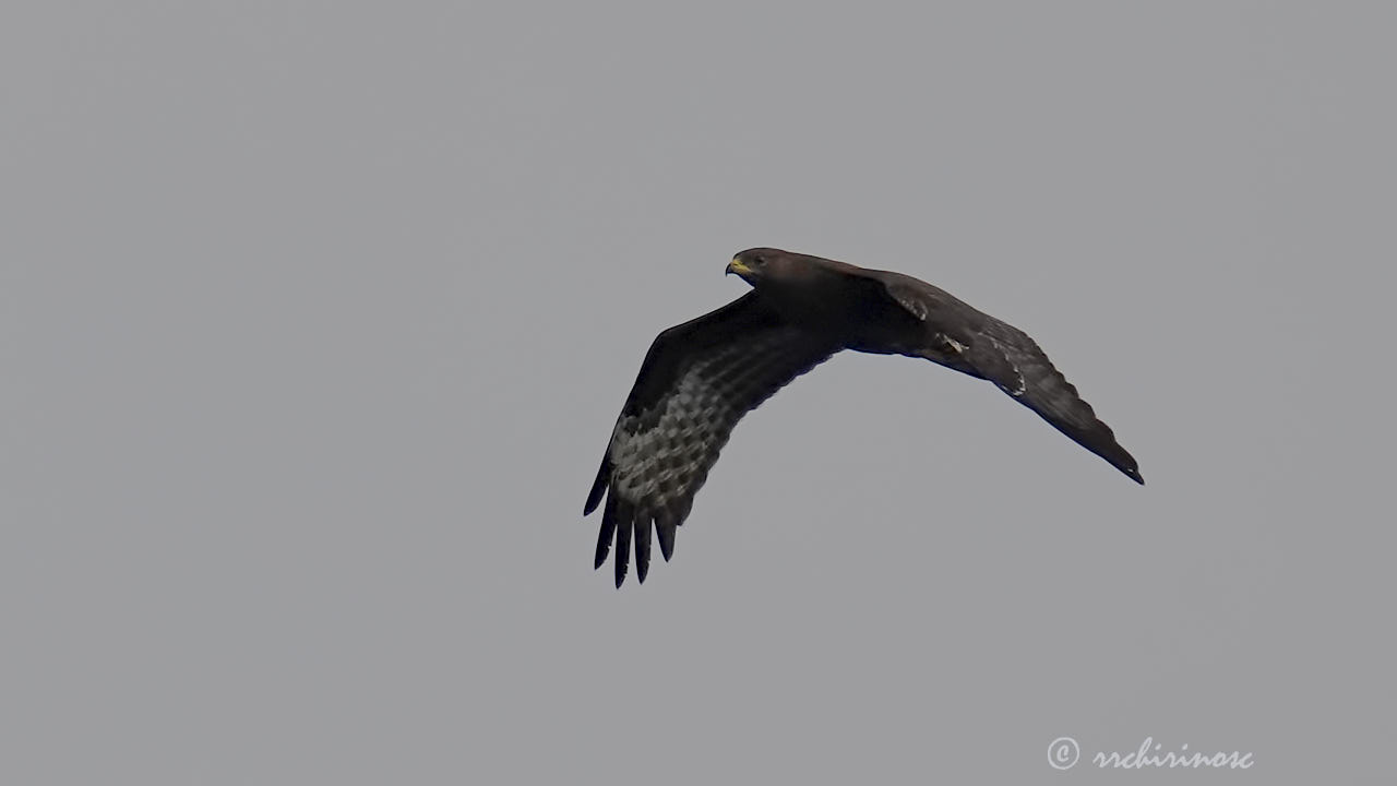 European honey buzzard