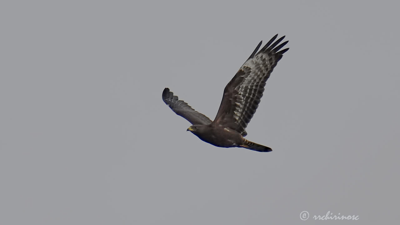 European honey buzzard