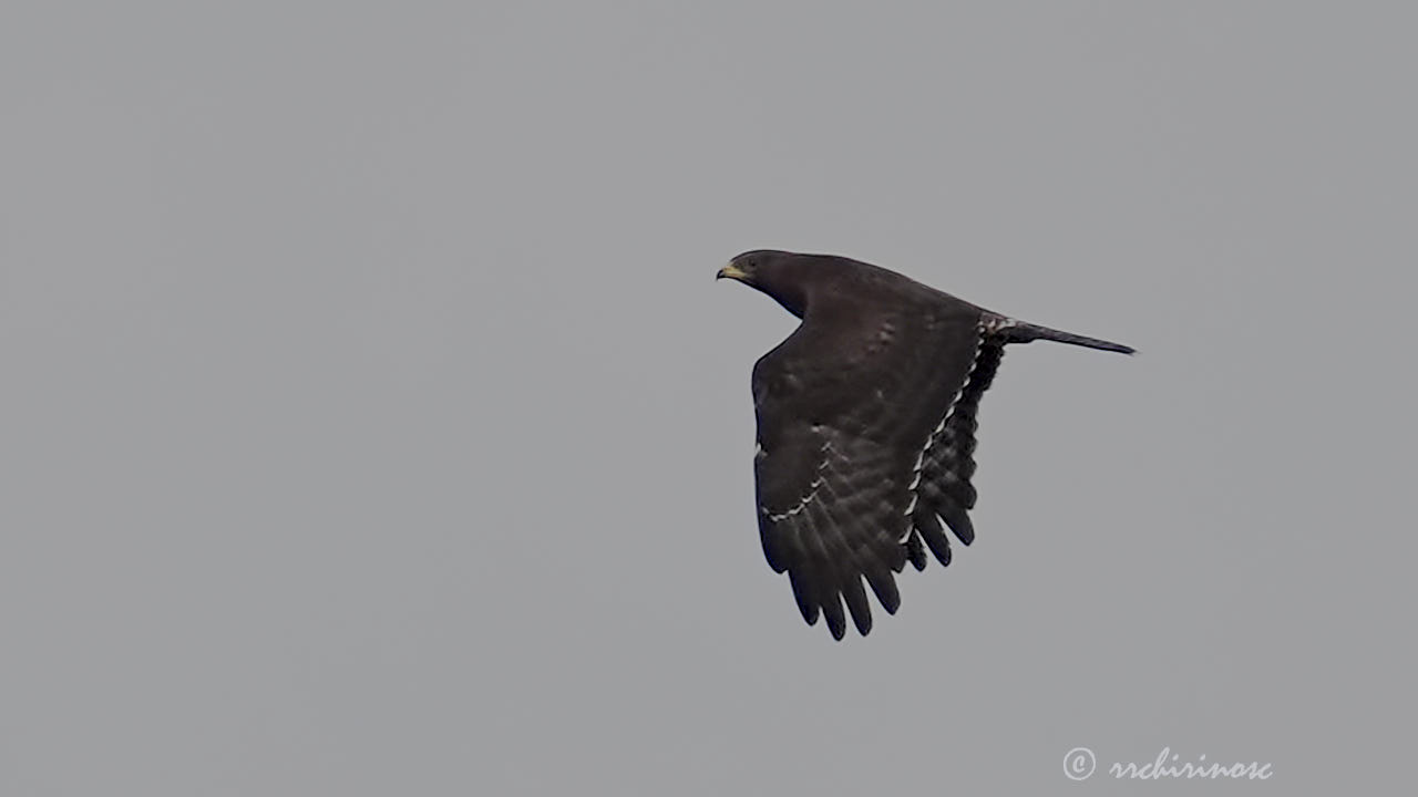 European honey buzzard