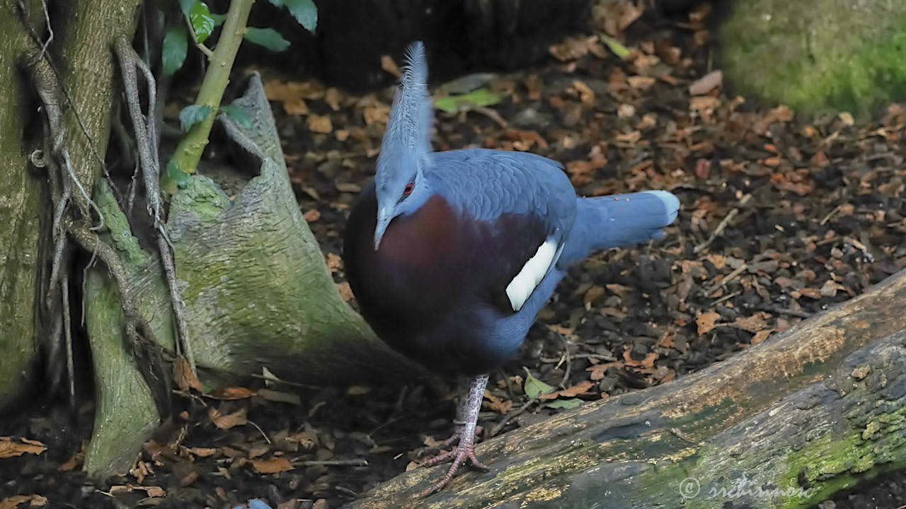 Sclater's crowned pigeon