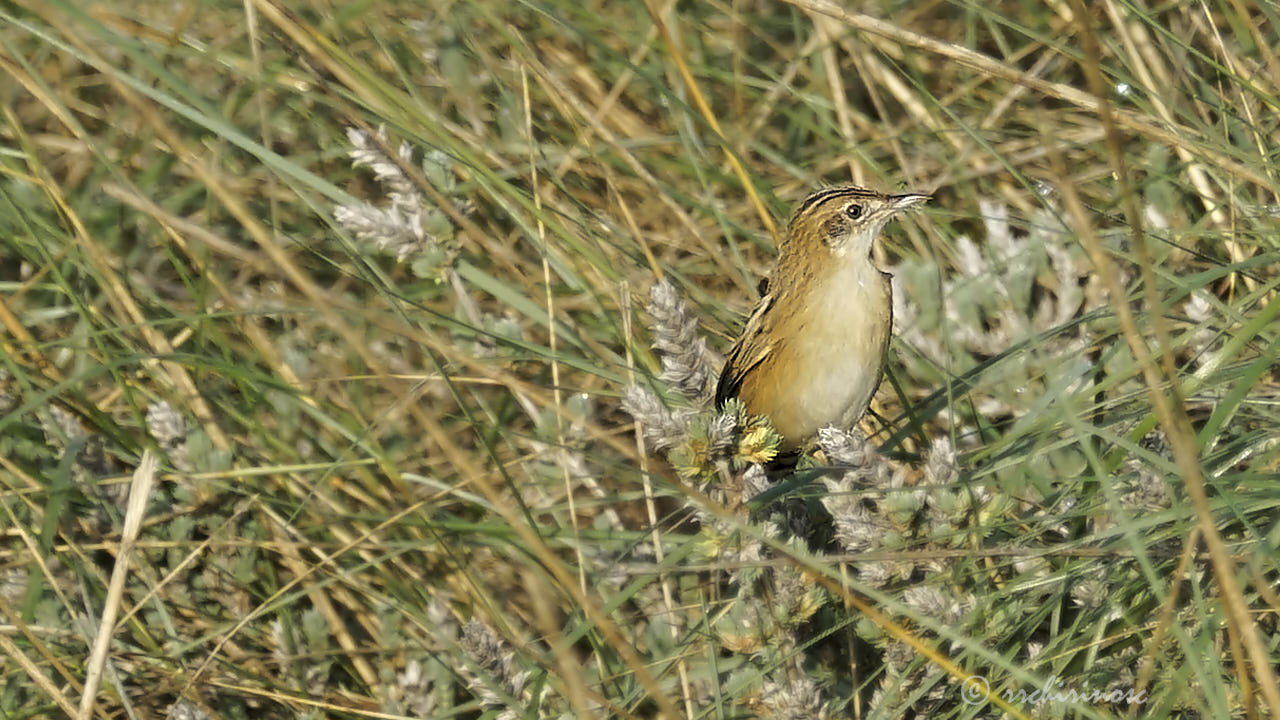 Fan-tailed warbler