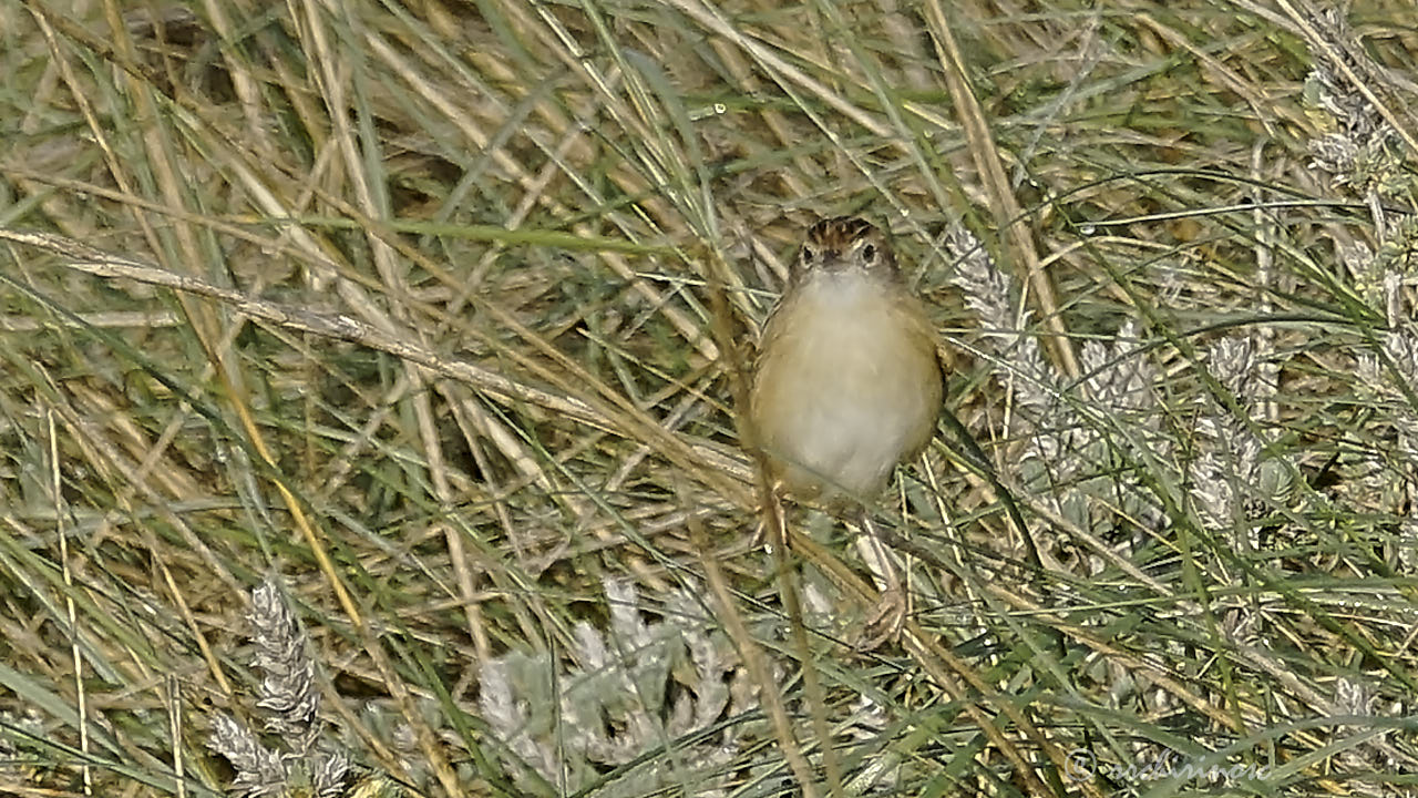 Fan-tailed warbler