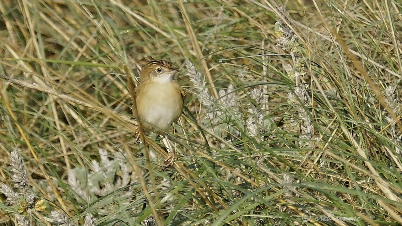 Fan-tailed warbler