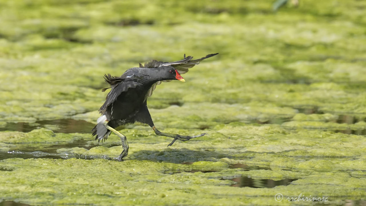 Common gallinule