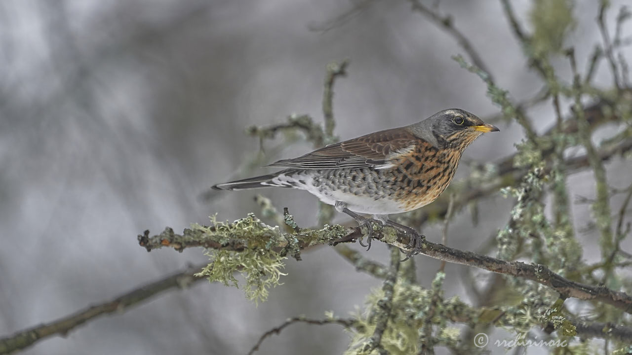 Fieldfare