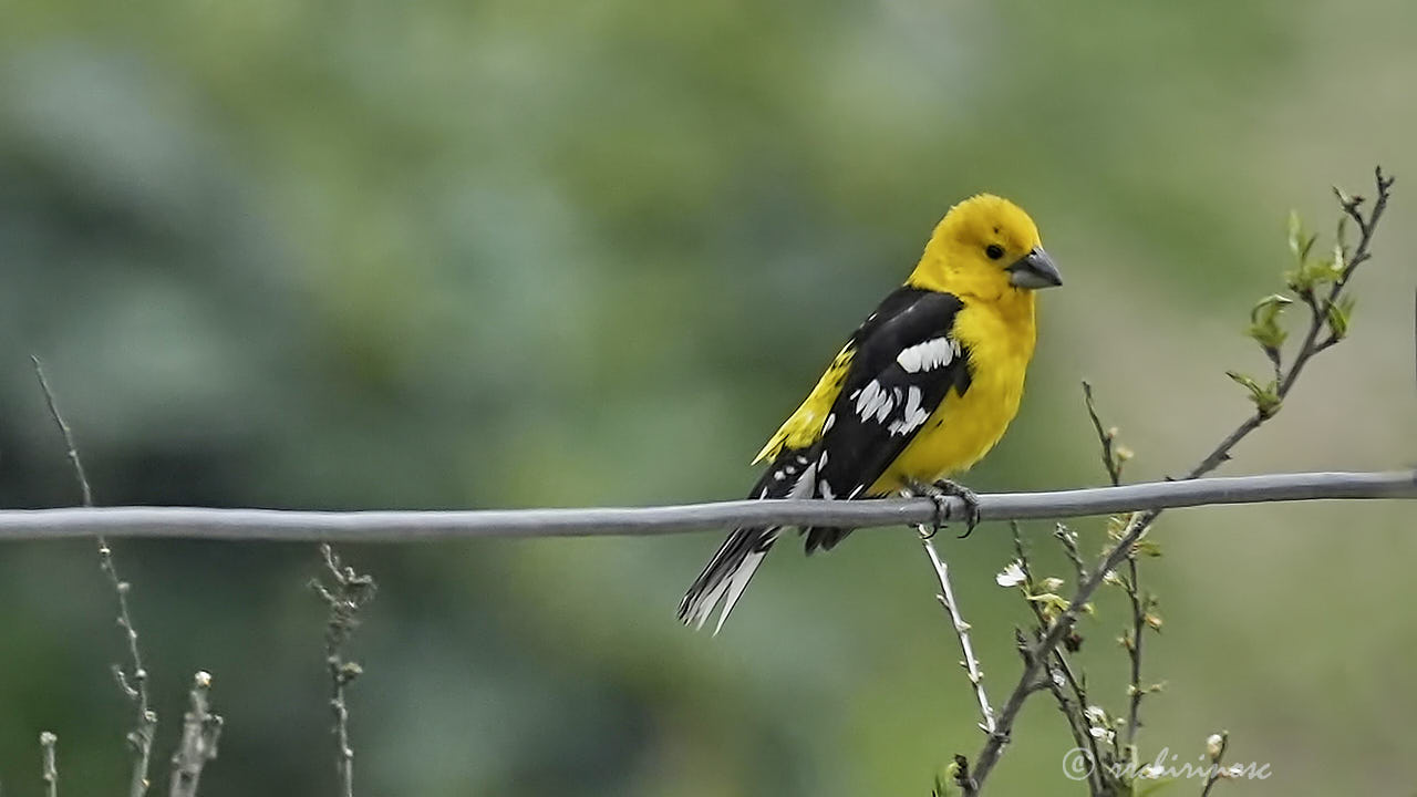 Golden grosbeak