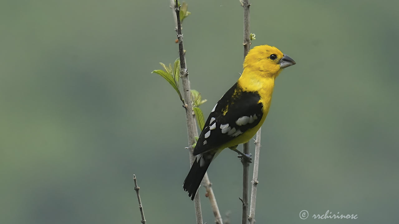 Golden grosbeak