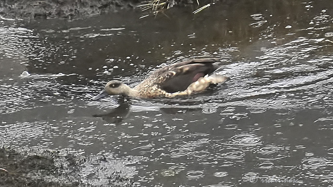 Crested duck