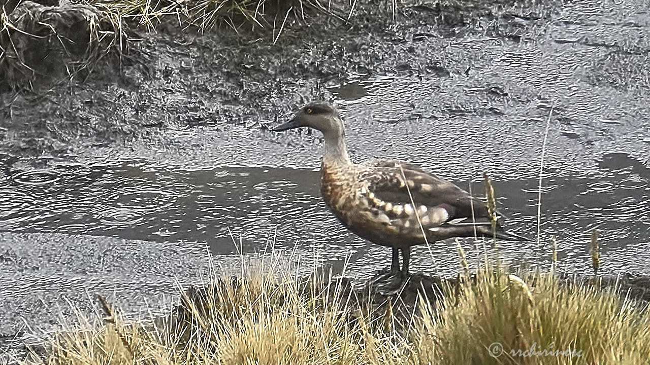 Crested duck