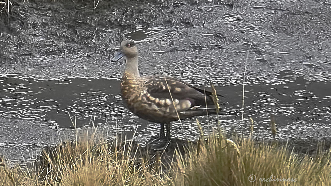Crested duck