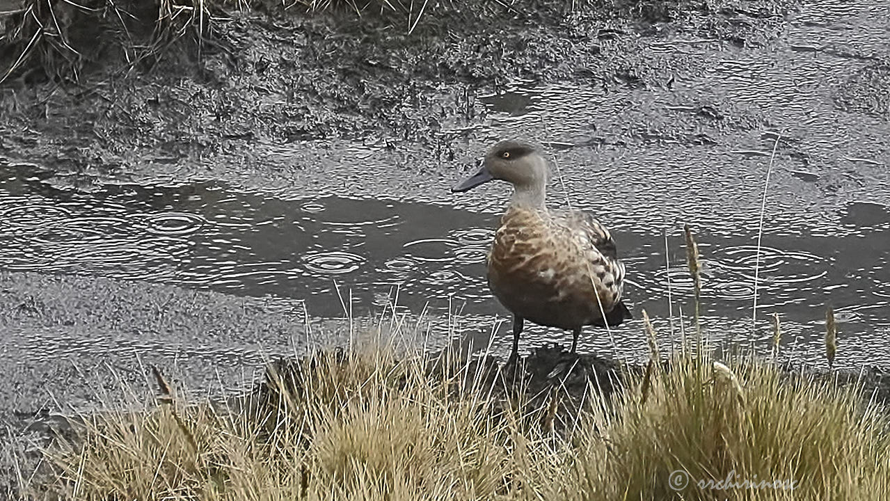 Crested duck