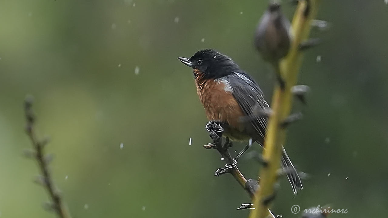 Black-throated flowerpiercer
