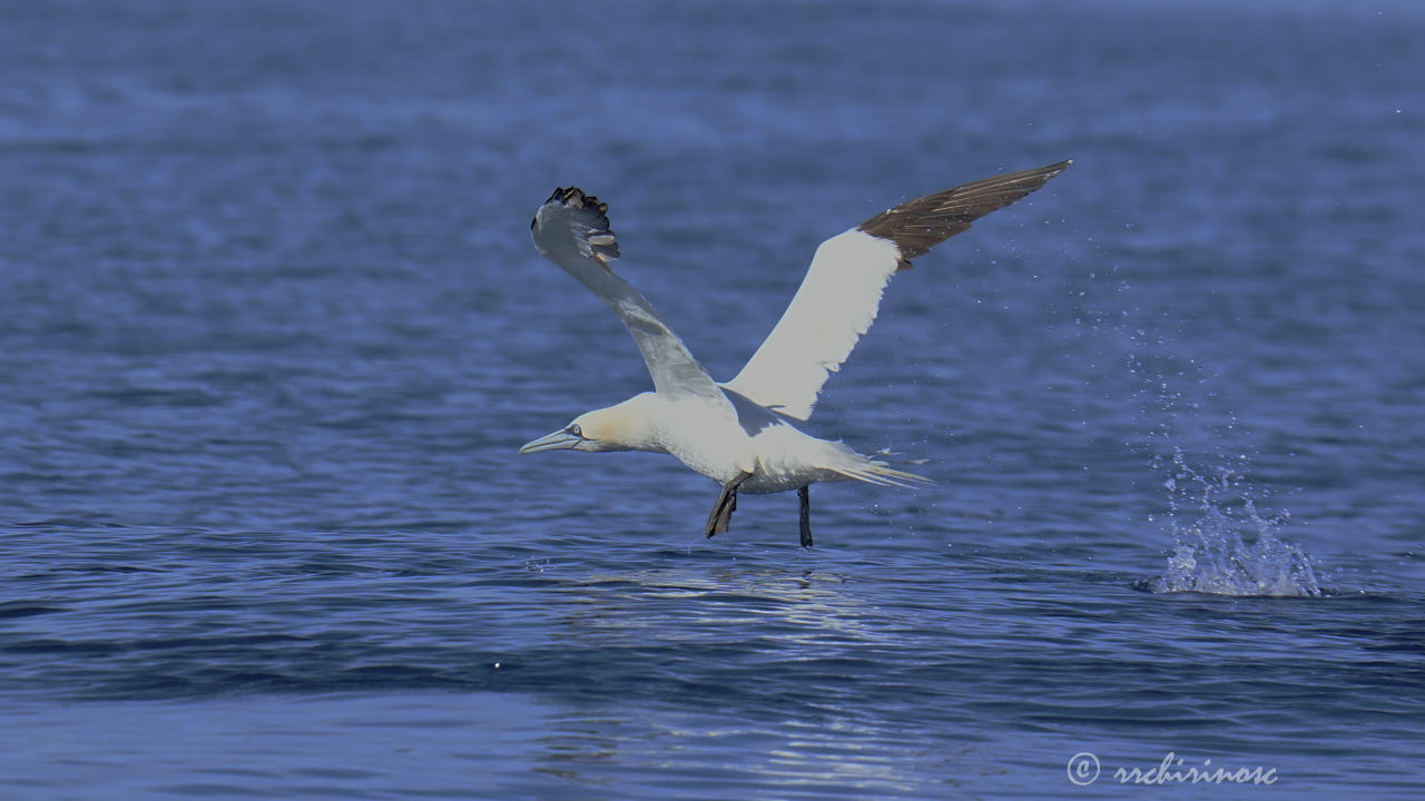 Northern gannet