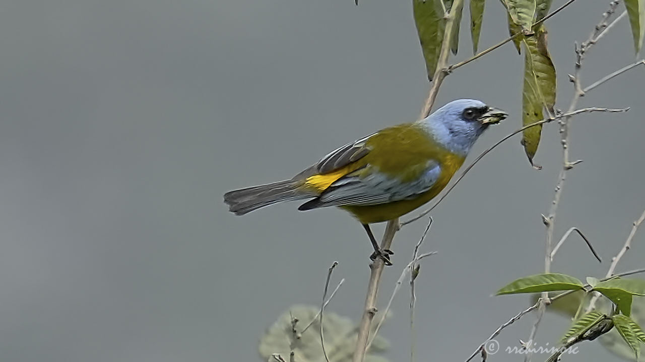Blue-and-yellow tanager
