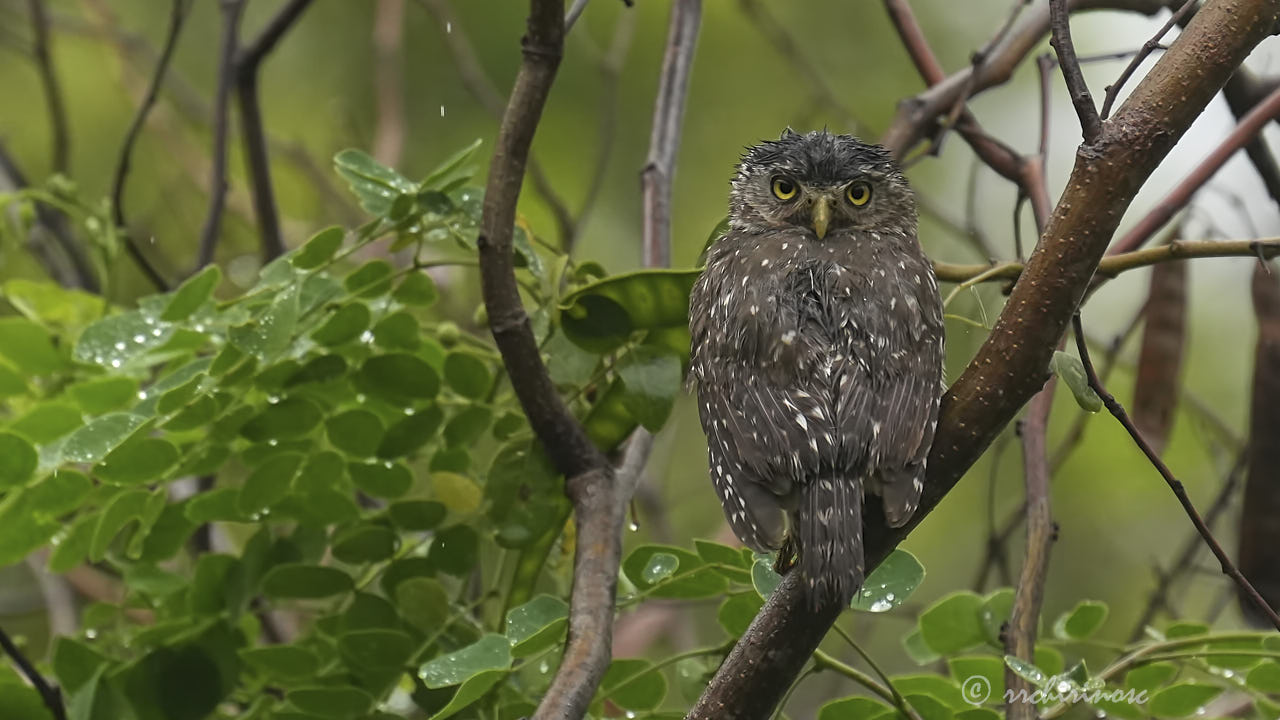 Peruvian pygmy owl