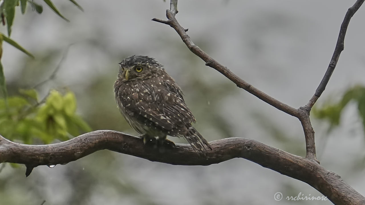 Peruvian pygmy owl